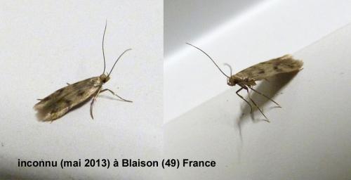 Réf. 281 020 : Borkhausenia nefrax
